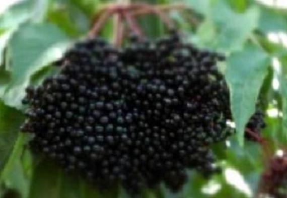 One live rooted plant of Elderberry “Sampo”, sent in box