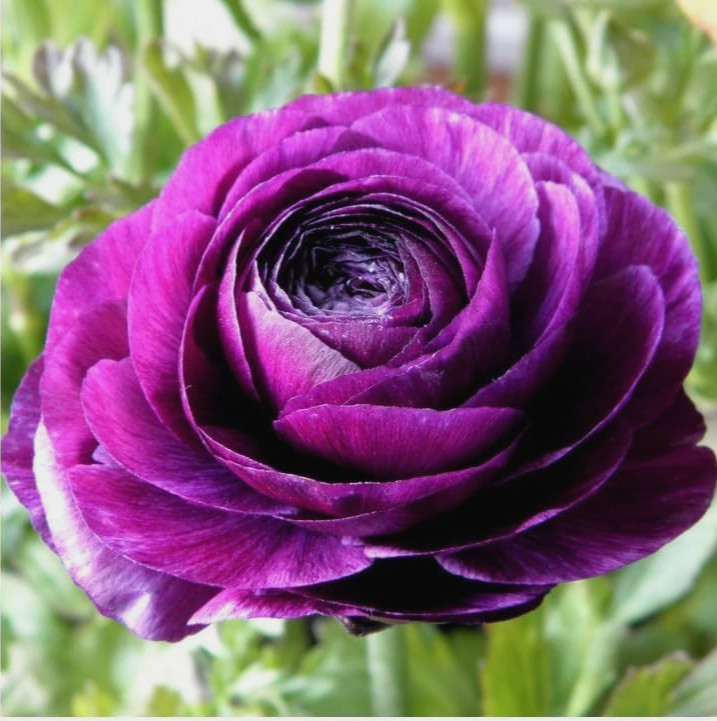 Purple Ranunculus Flowers 14 Bulbs Peony Rose Corms Wedding Flower Garden Plants