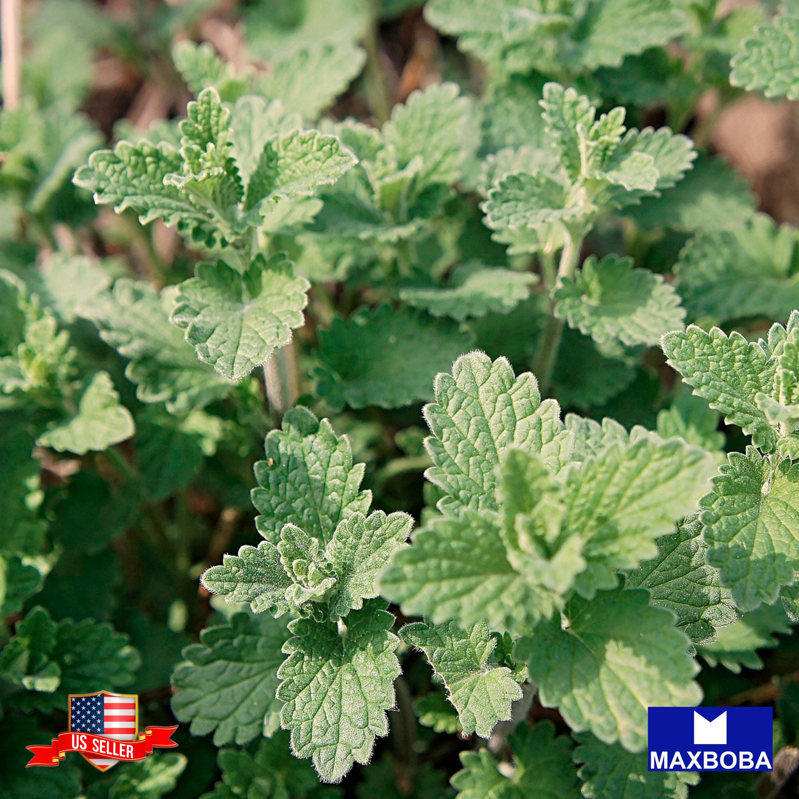 Premium Fresh 4800 Seeds Catnip Non-GMO Heirloom Herb Garden