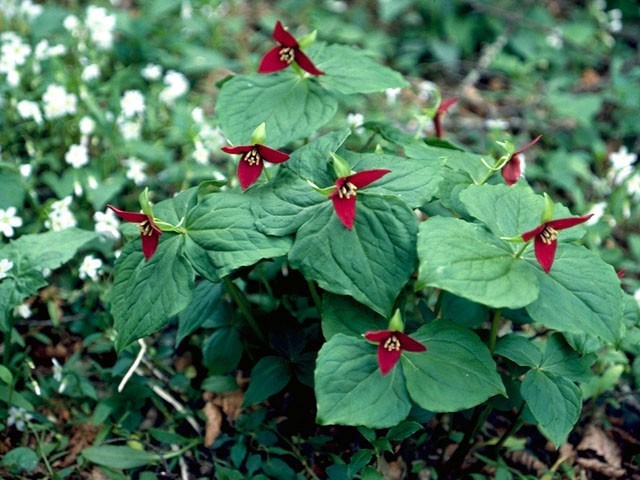 5 Red Trillium bulbs Wood Lily (Trillium erectum)