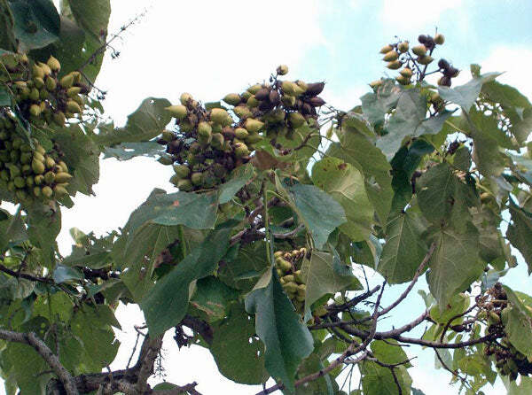 Paulownia tomentosa | Empress or Princess Tree | 50 Seeds