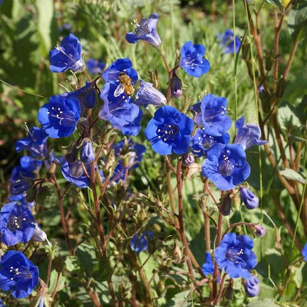 1 Oz California Bluebell Wildflower Seeds – Everwilde Farms Mylar Seed Packet