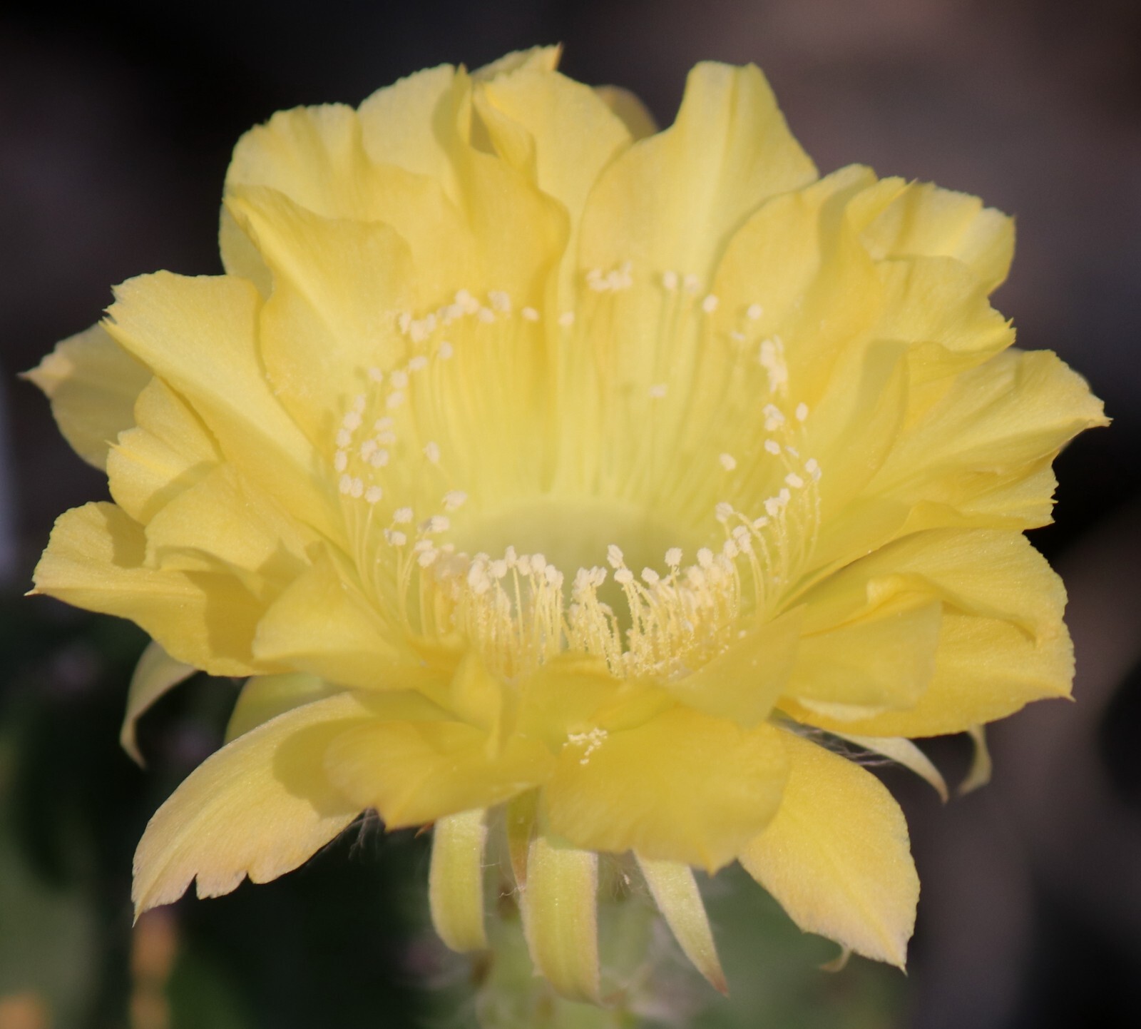 Echinopsis hybrid ‘Rittergelb’