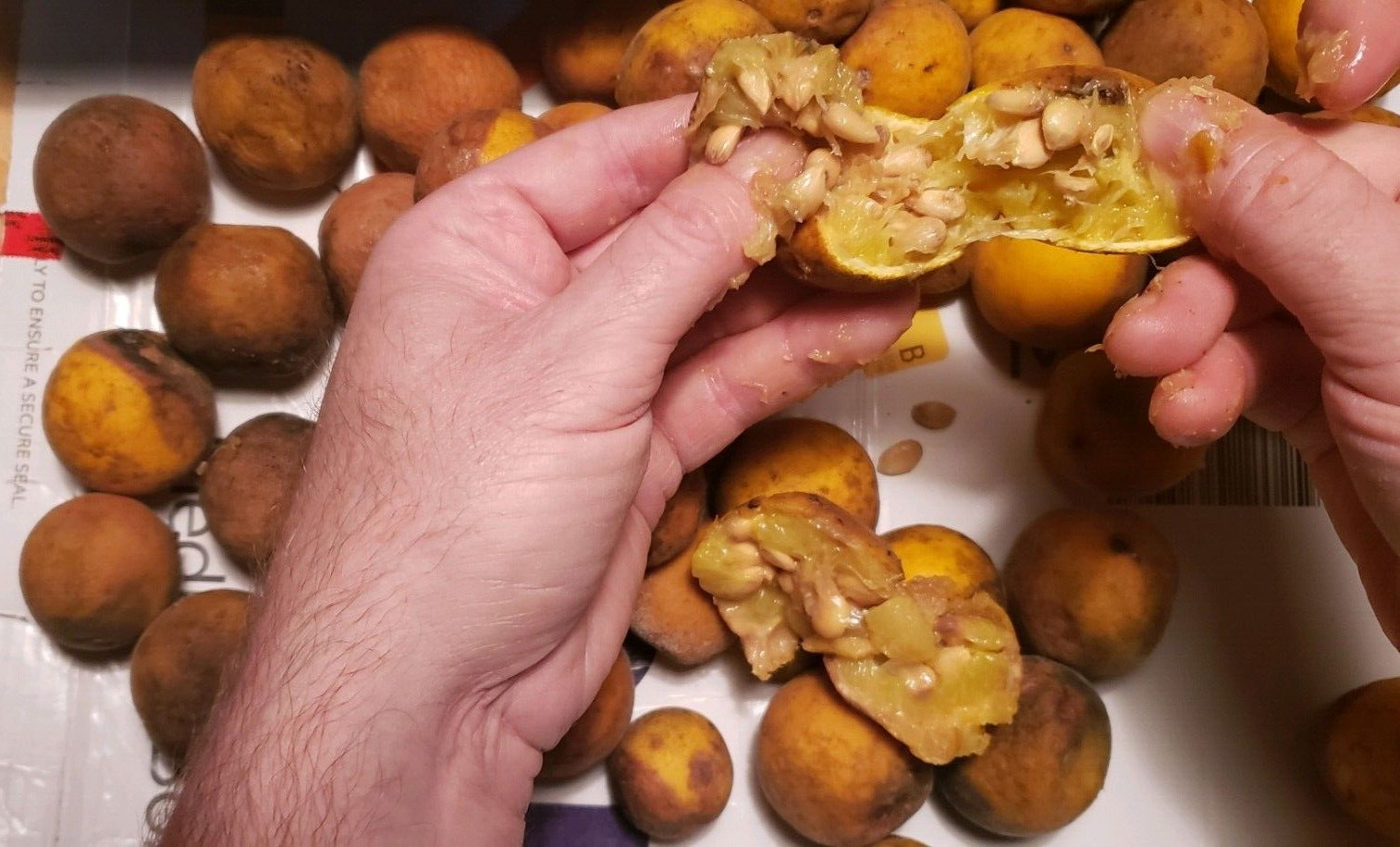 CLEARANCE SALE!! Poncirus Trifoliata Hardy Orange SEEDS 100+ Grow For Grafting🍊