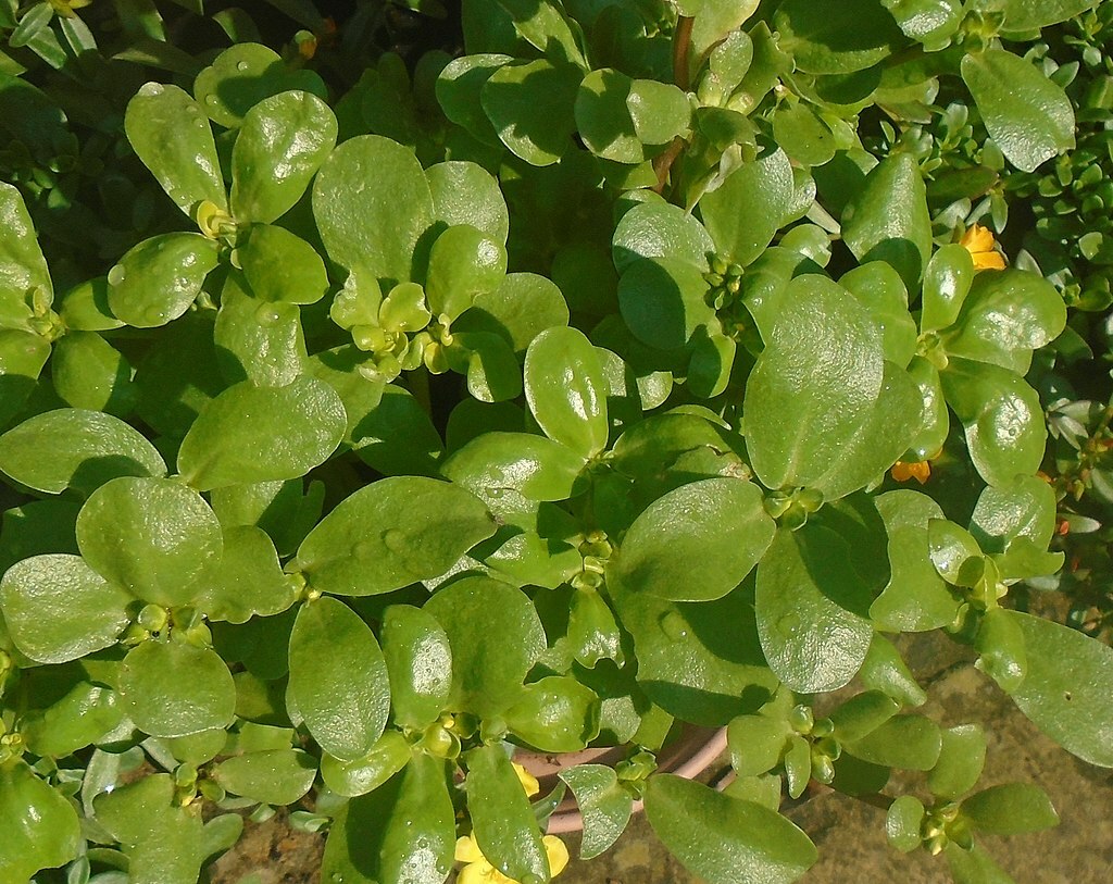 1000 Golden Purslane Seeds Portulaca Sativa Most Omega 3 Of Any Leafy Vegetable