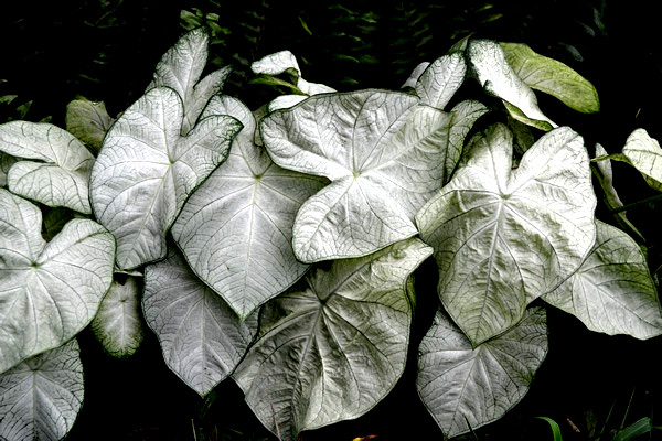 Florida Moonlight 1 Bulb caladium from Florida Plantation