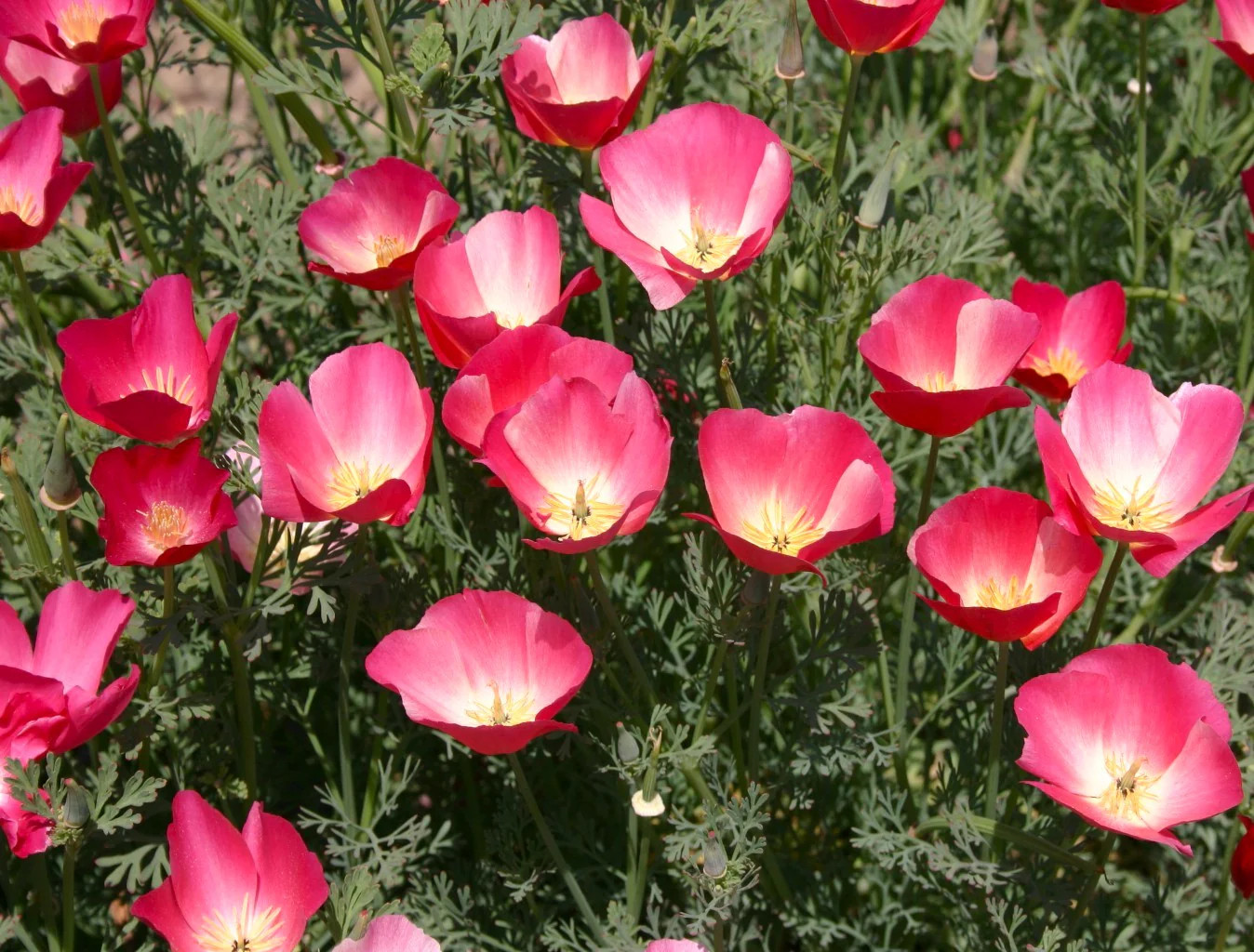 Carmine California Poppy Seeds | Pink Rose Purple Flower Seed 2024 Fast Shipping