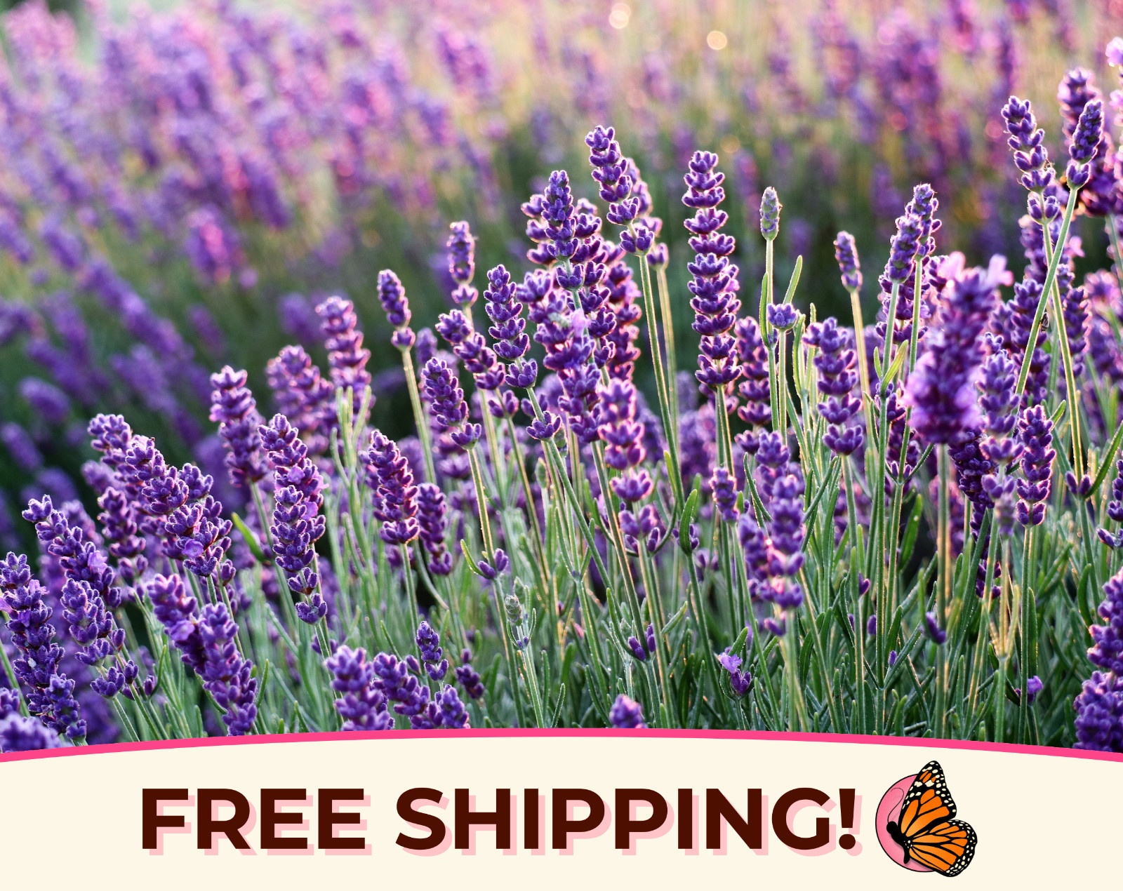 500+ English Lavender Herb Seeds | Heirloom, Non-GMO, Herb Gardening Seed Packet