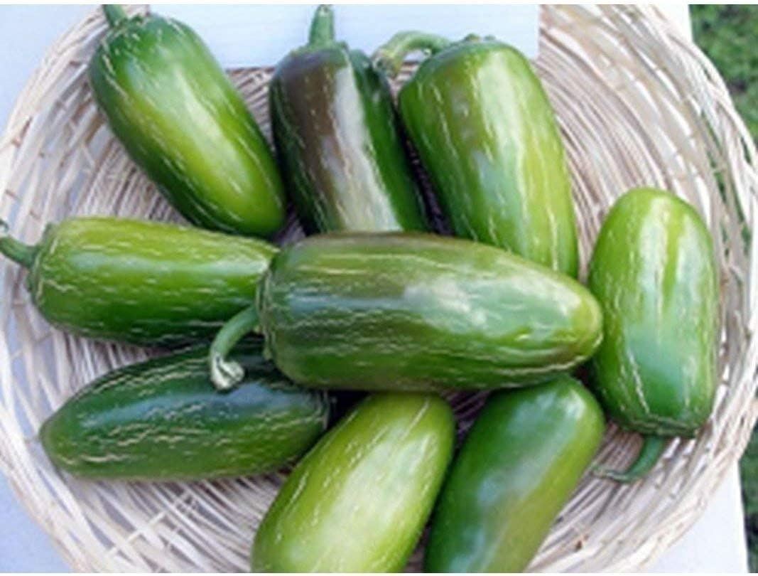 NuMex Jalmundo Hot Pepper Seeds (25+ Seed age)