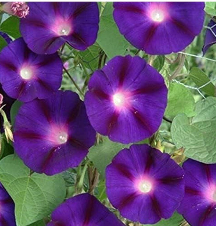 50 Royal Purple Morning Glory Seeds | Non-GMO | Free Shipping | Kay’s Seeds