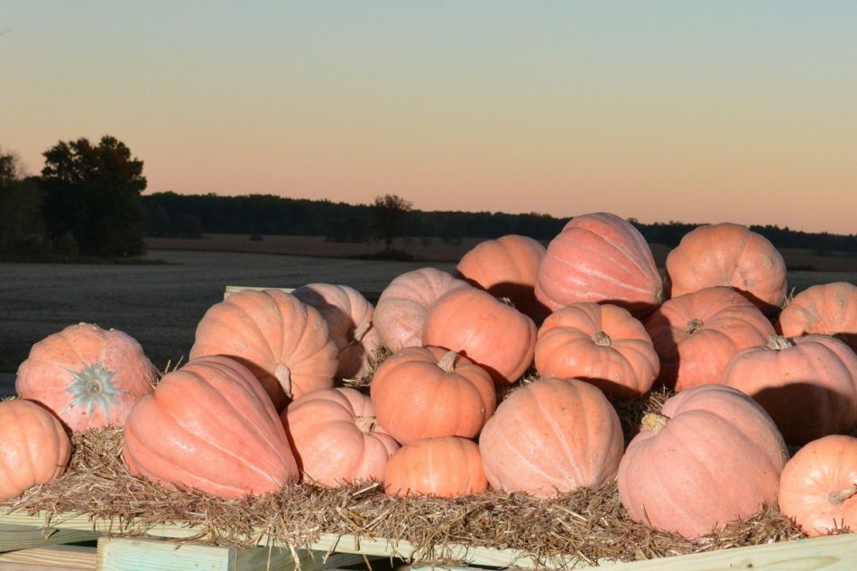 Pumpkin Seed: Newton Pumpkin F1 Seeds Fresh Seed