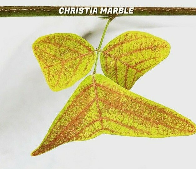 Organic Christia MARBLE – Swallowtail – Butterfly Wing Plant seeds – Obcordata