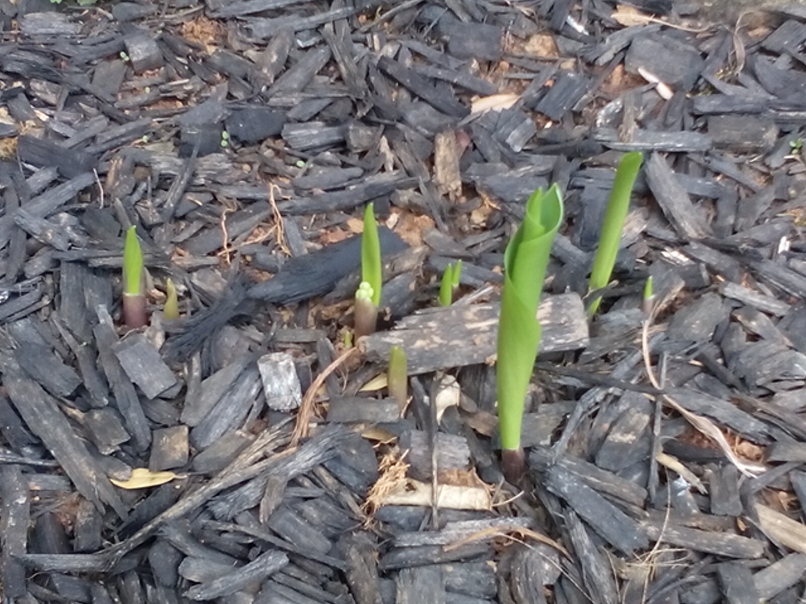 5 Rhizomes (Pips) Lily of The Valley, Convallaria Majalis, May Bells Mary’s Tear