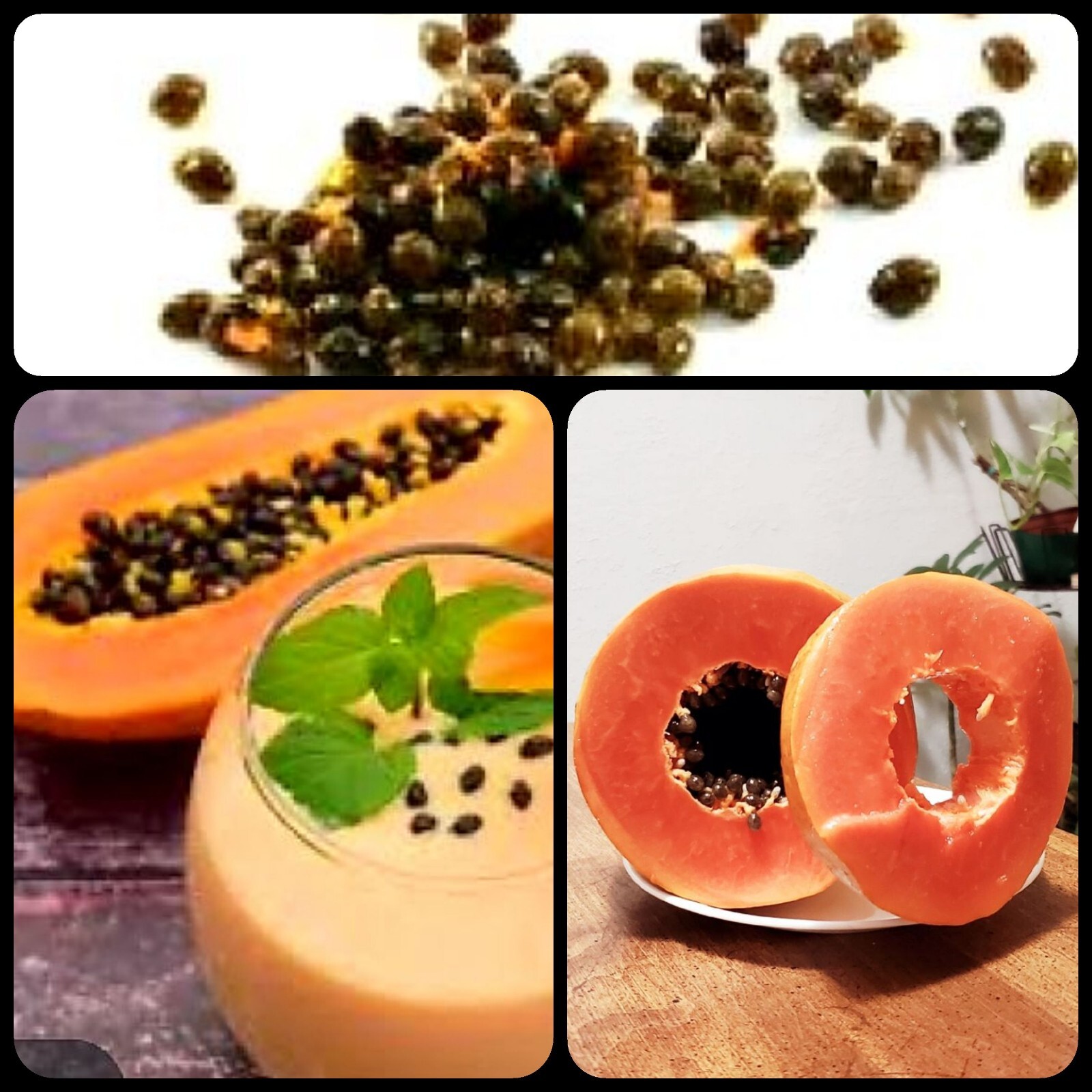 100 PAPAYA seeds Free Turmeric Powder, Healthy Gift, Organic, Free Shipping