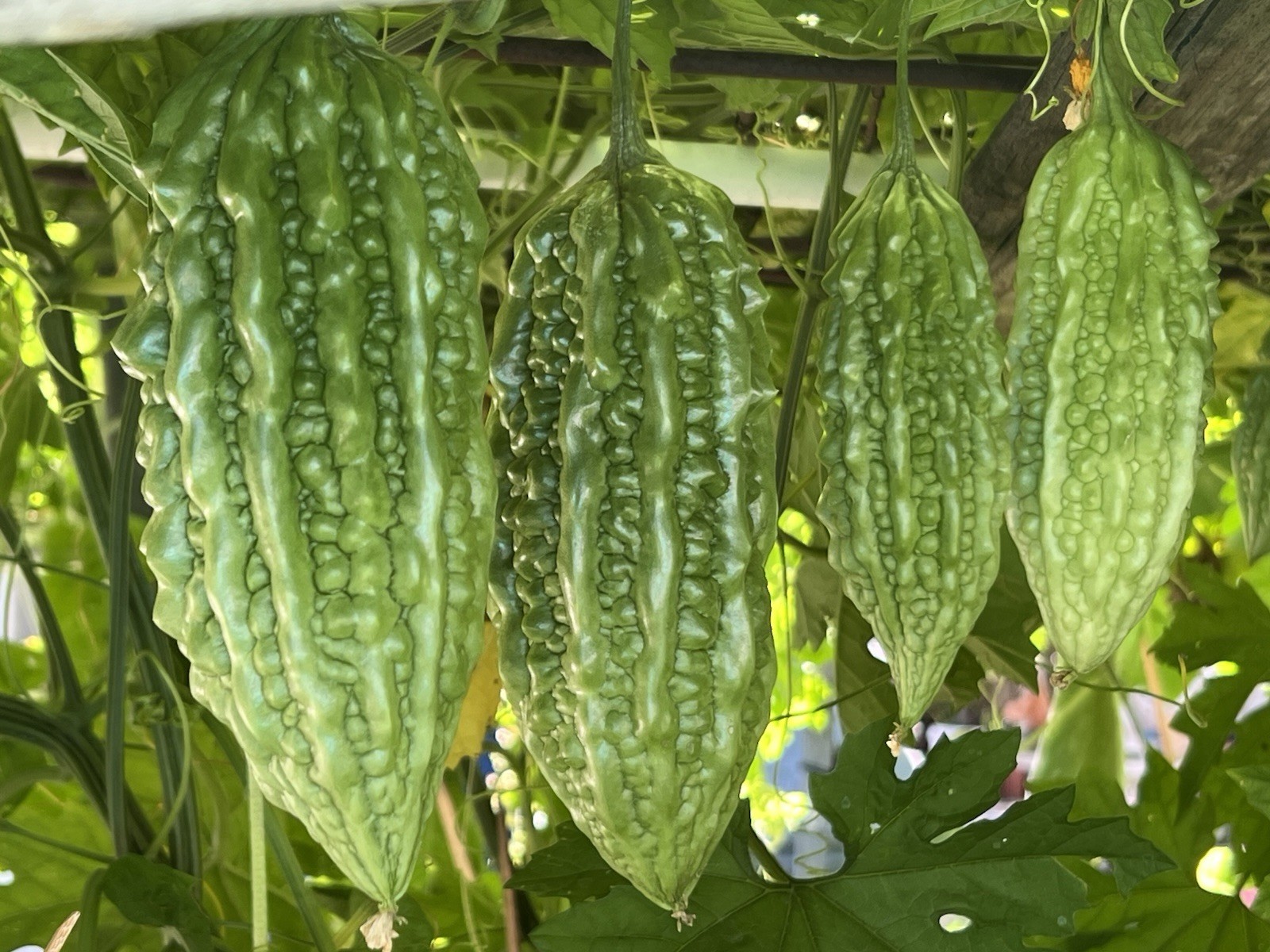 BitterMelon Starter Live Plant Bitter Gourd Ready To Plant Free Shipping
