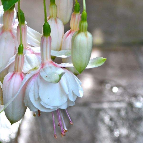 Fuchsia Live Plant, Well-Rooted Plug, Healthy Starter Plants For SALE