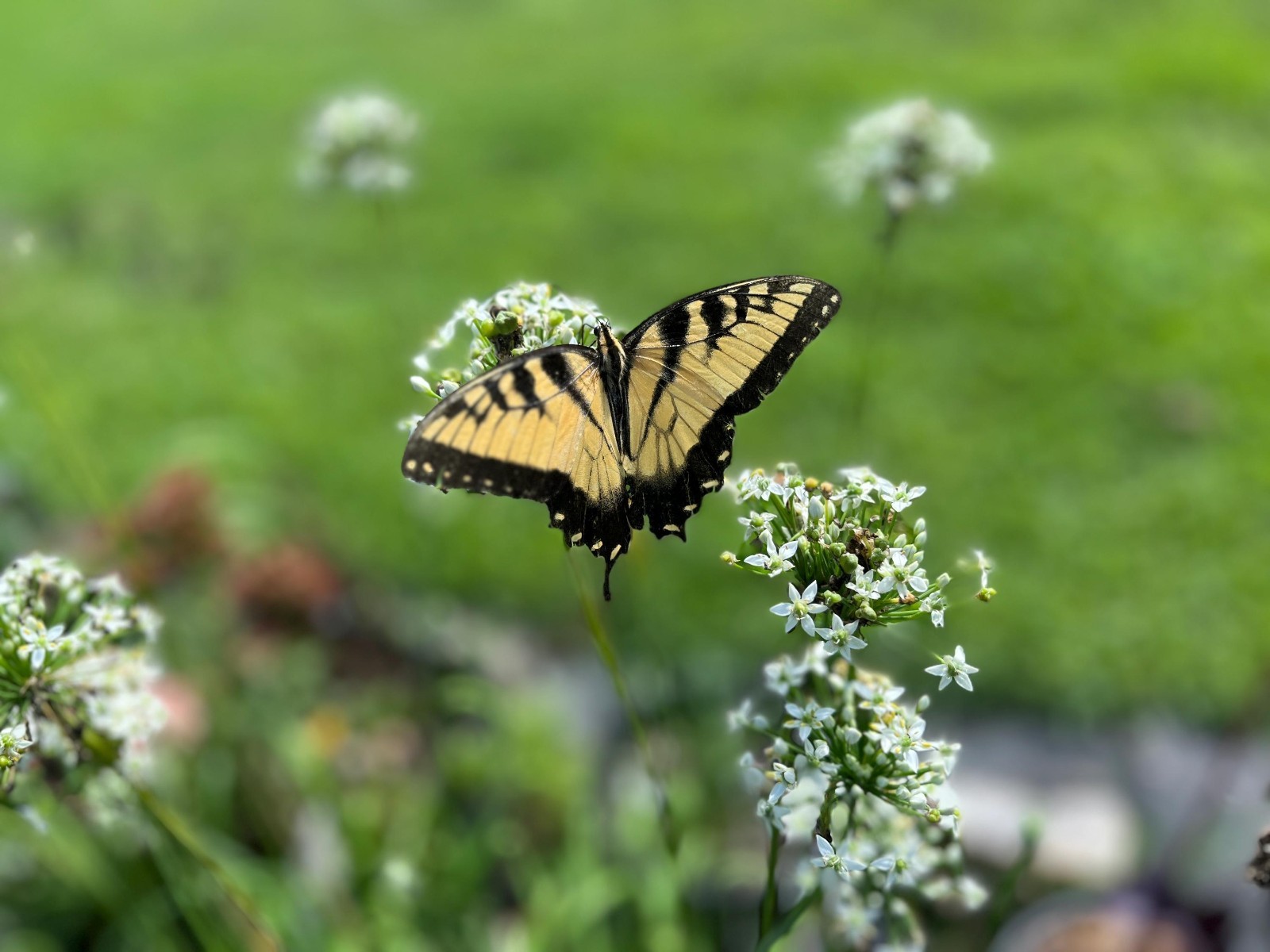 Garlic Chives Live Starter Plant for Culinary, Pollinator & Ornamental Garden