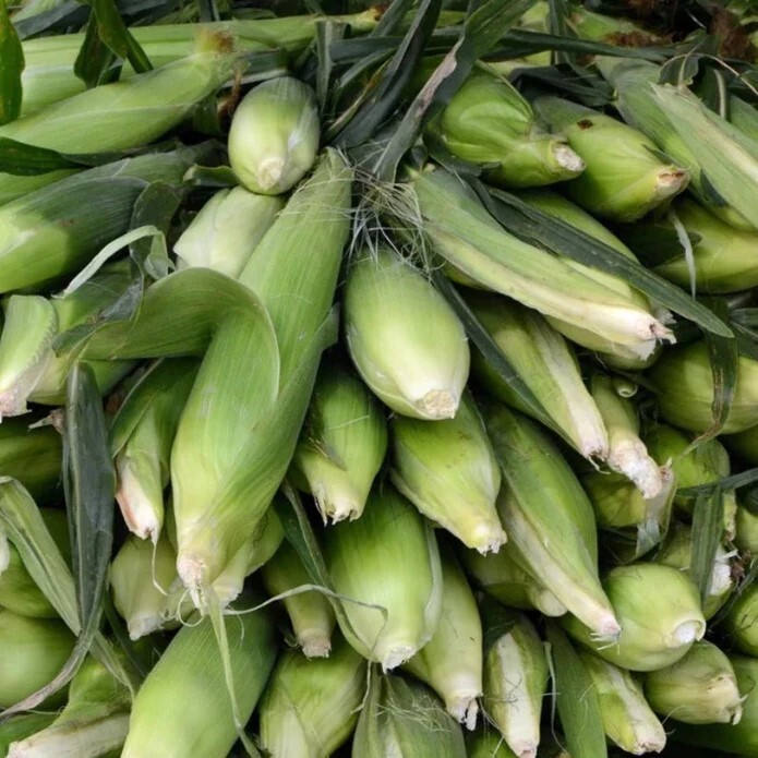 50pcs Sweet White Corn Seeds – Heirloom, Sweet, Open-Pollinated, Non-GMO