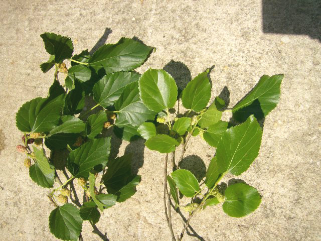 50 BLACK MULBERRY SEEDS – Morus nigra