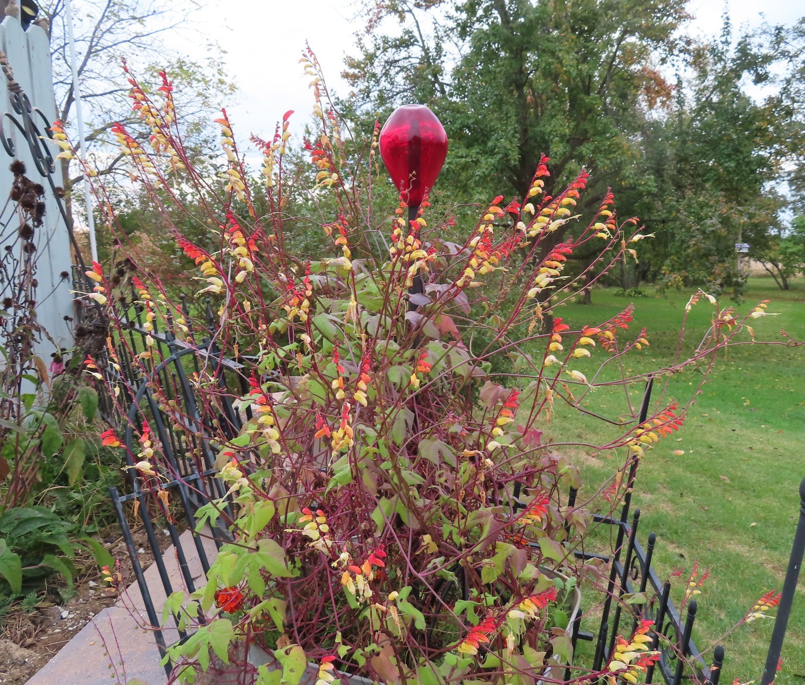 Firecracker Vine Seeds- Mina Fire Vine, Spanish Flag Vine, Exotic Love Vine