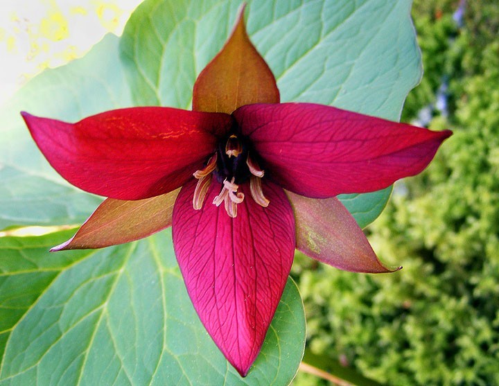5 Red Trillium bulbs Wood Lily (Trillium erectum)