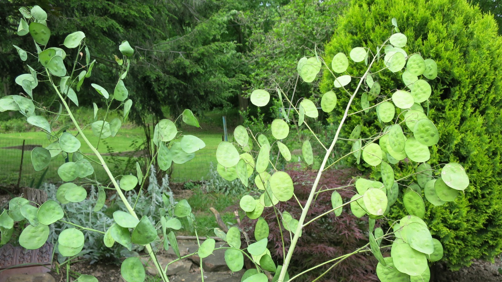2025 Money Plant Silver Dollar Lunaria Honesty Heirloom Fresh 24″ Stems You Dry