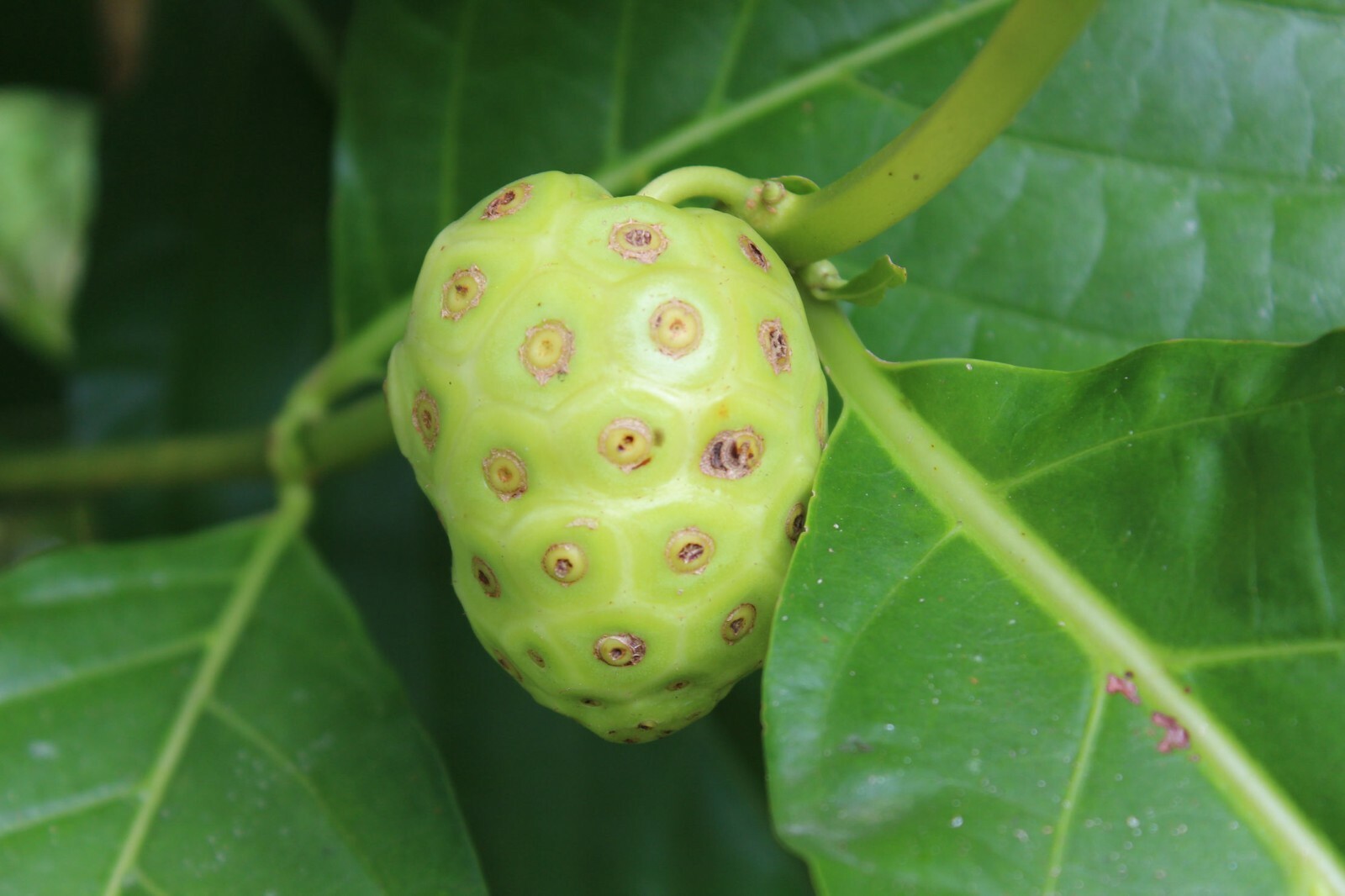 Indian Mulberry – 10 seeds Tropical Plant Morinda citrifolia Container-Standard