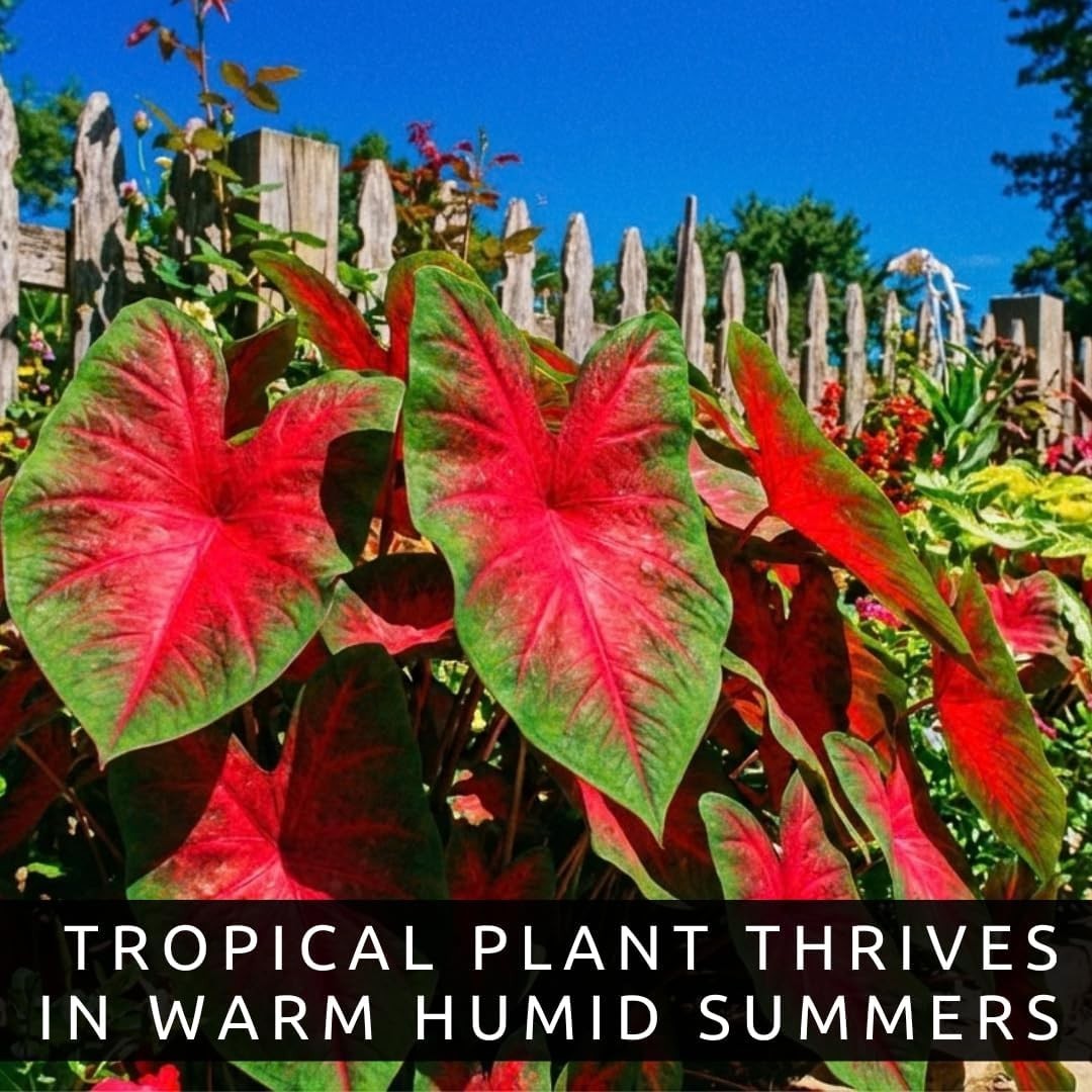Caladium Buck 6 Bulbs – Elegance for Shady Gardens – Perennial Hosta, Elephan…