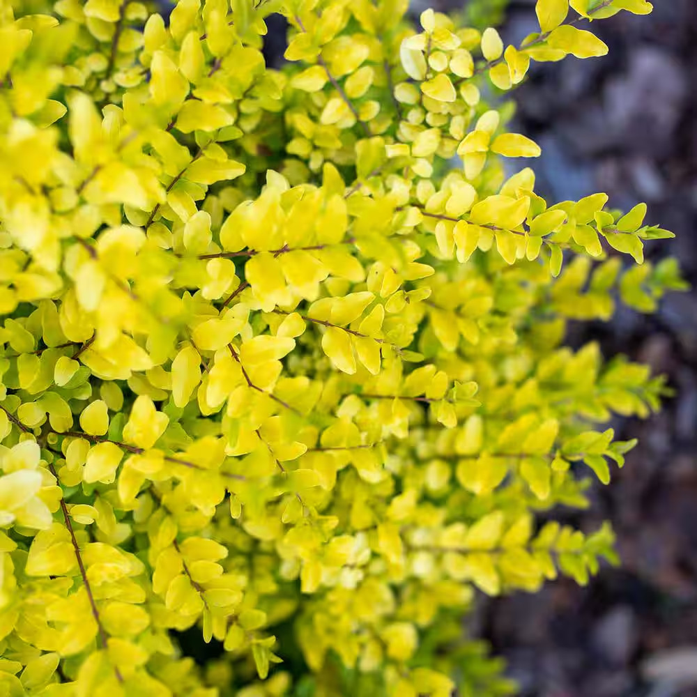 Sunshine Ligustrum in 3 Gal. Grower’S Pot, Beautiful Unique Foliage