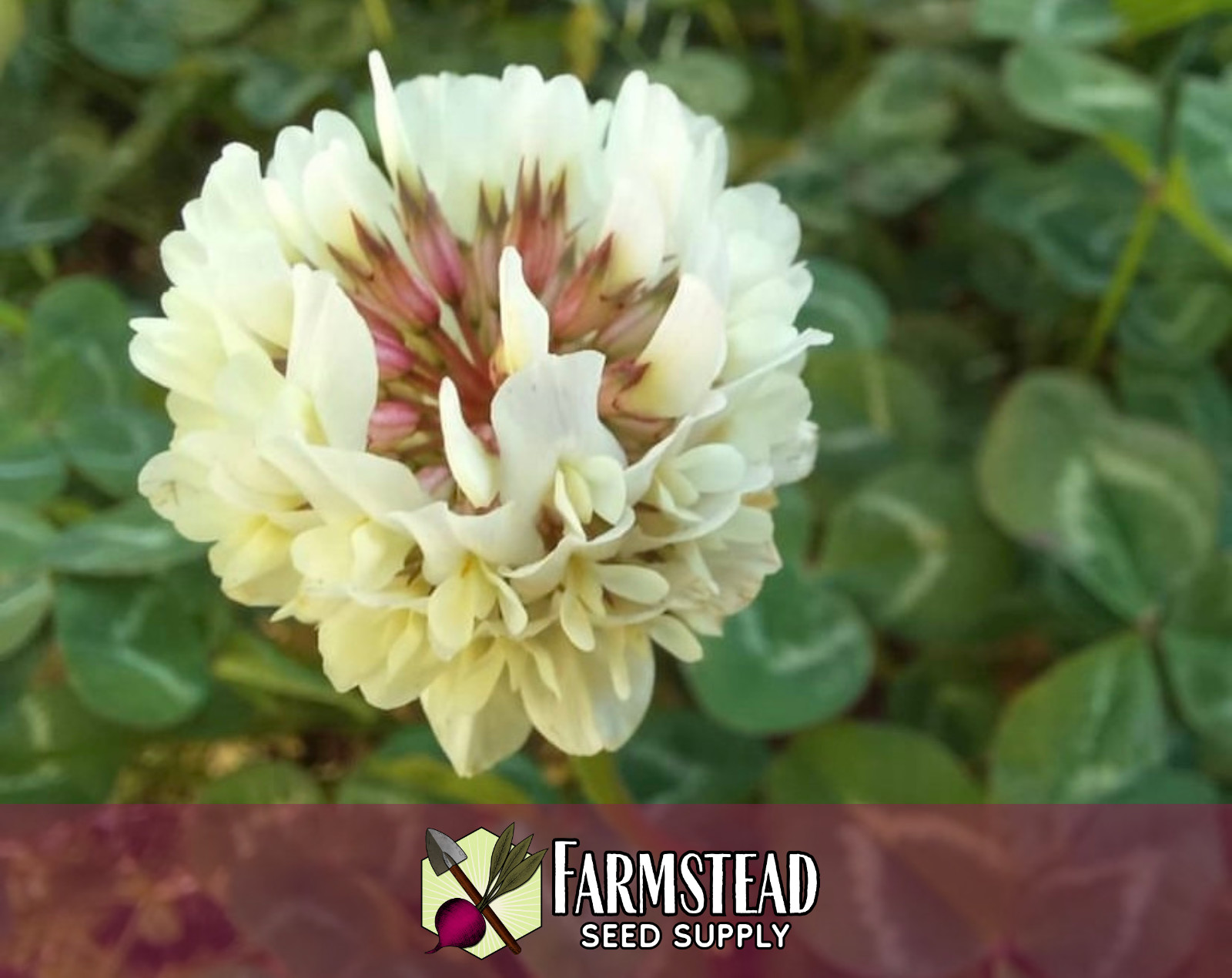 15,500+ Ladino Clover Seeds | Flower Gardening, Lawn Alternative, Microclover