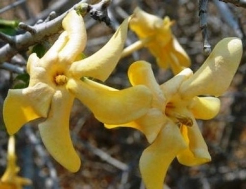 Gardenia volkensii Transvaal Gardenia 10 seeds
