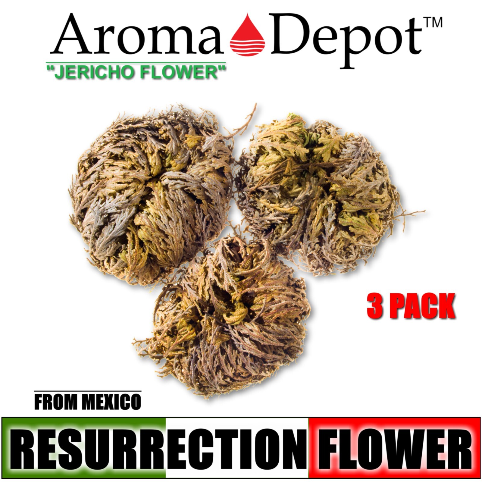 3 Pack Rose of Jericho Flower Resurrection Rose Flor d Peña Selaginella Lepidoph