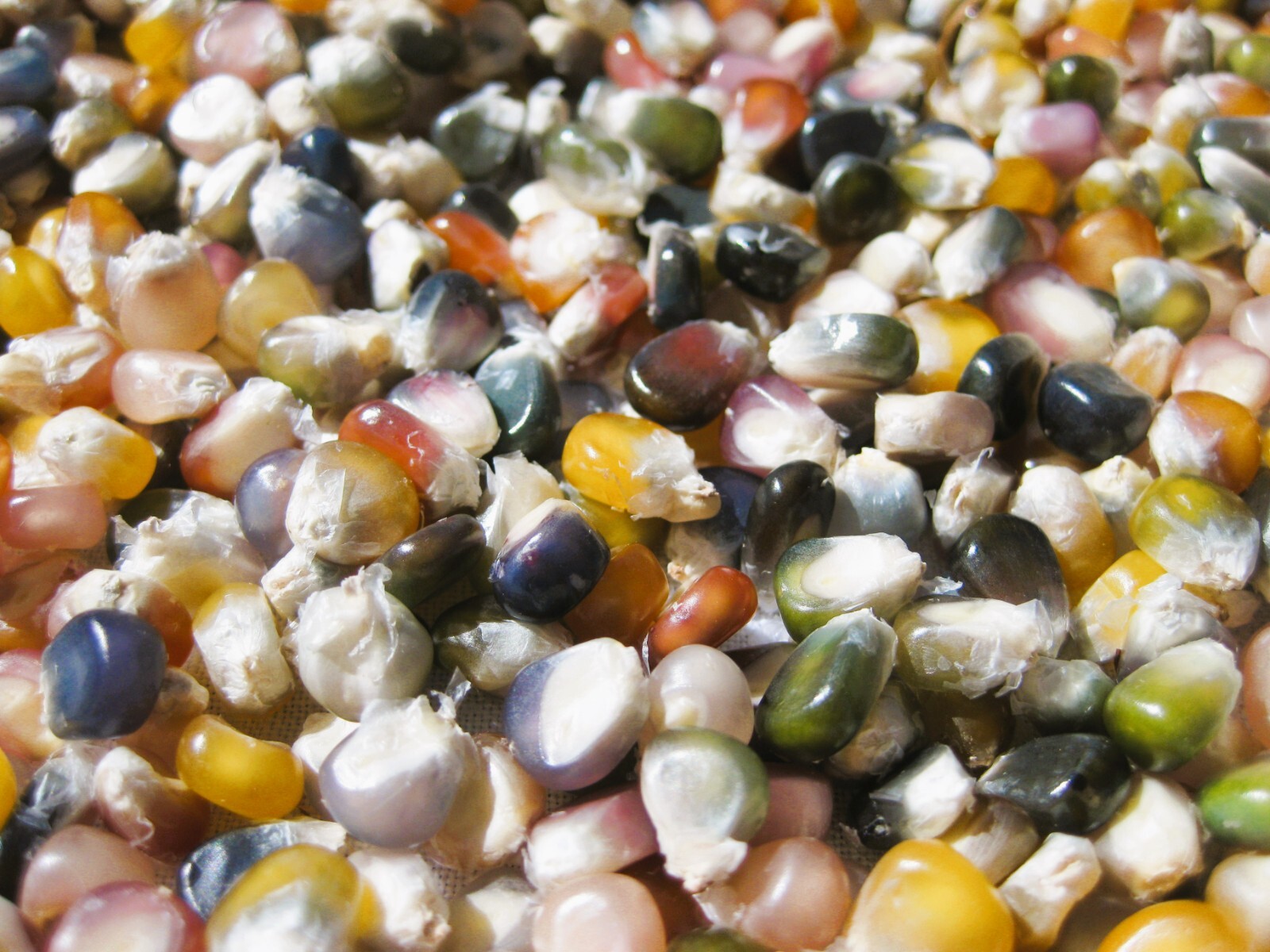 Glass Gem Corn Seeds Organic 200+ USA Grown