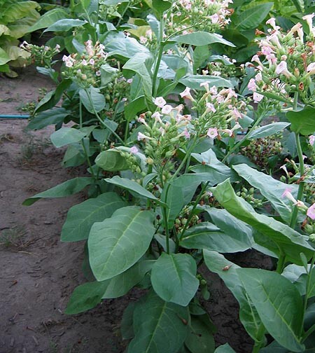 1000 Ahus Pipe Tobacco Seeds ~ Swedish Nicotiana Tabacum ~ FAST Growth!!