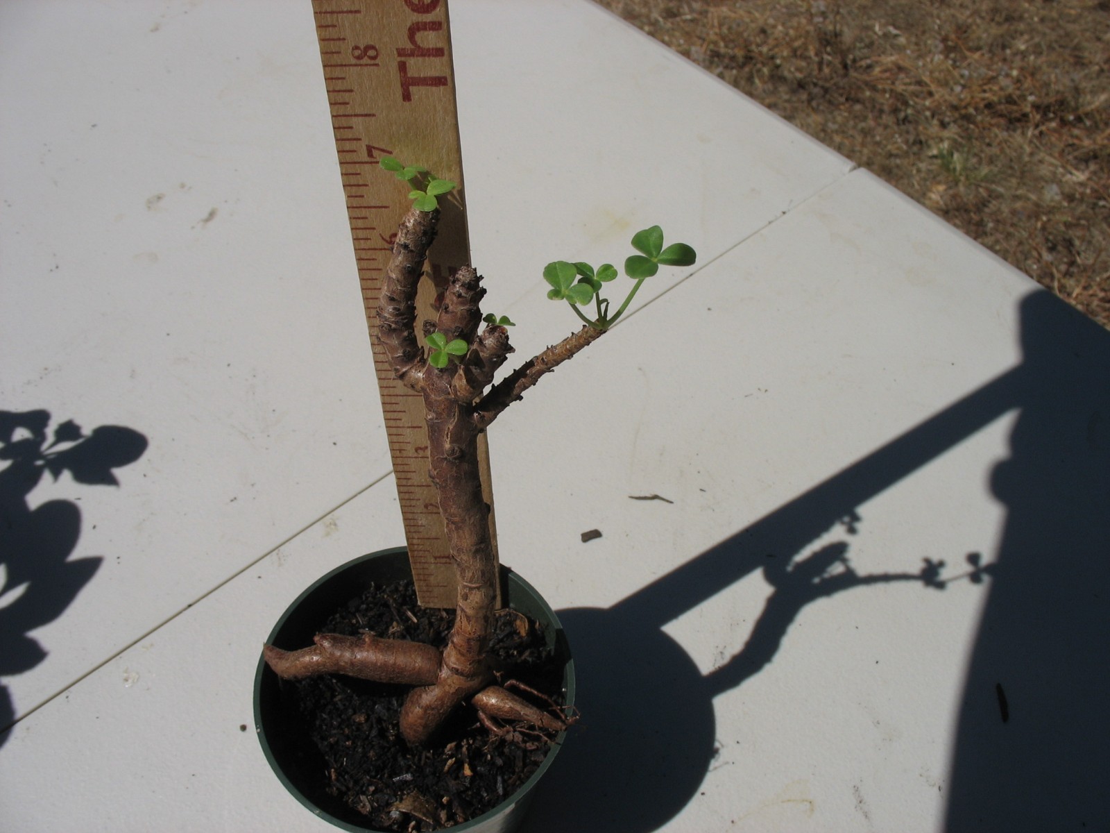 Bonsai Sorrel ~ Oxalis carnosa Caudex Caudiciform megalorrhiza 3.5″