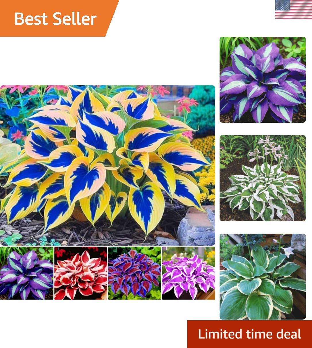 200pcs Red Hosta Seeds for Planting Low Maintenance Perennial Seeds Fragrant