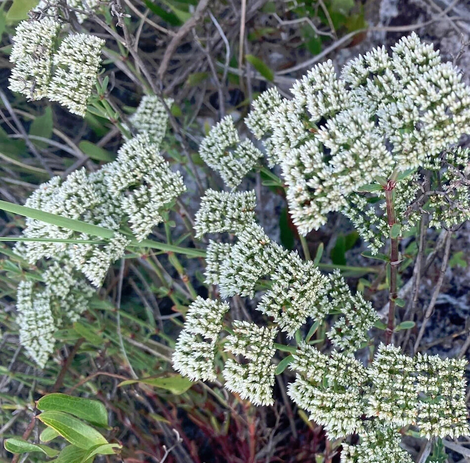 Native Wild Nailwort Sand Square Squareflower Rare Paronychia rugelii – 30 Seeds