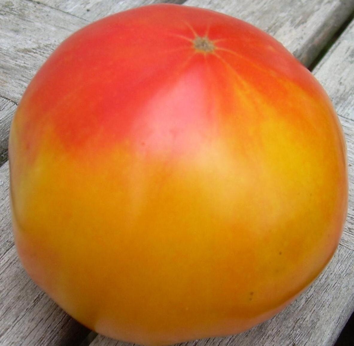 Virginia Sweets Tomato Certified Organic. 10 Heirloom Seeds. Free Shipping!