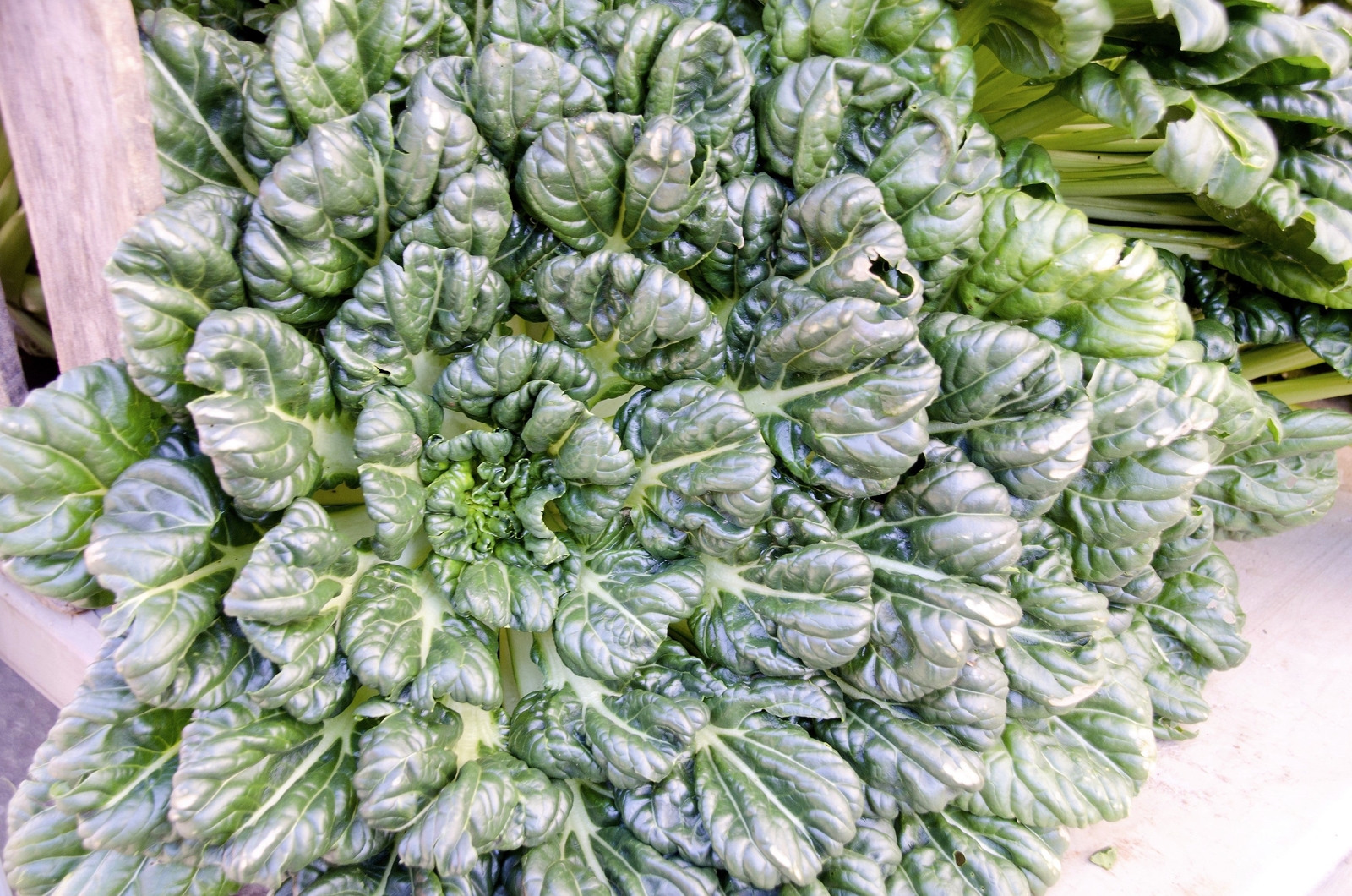 1000 TATSOI Brassica Rapa Rosularis Tat Soi Bok Choy Spinach Mustard Greens Seed