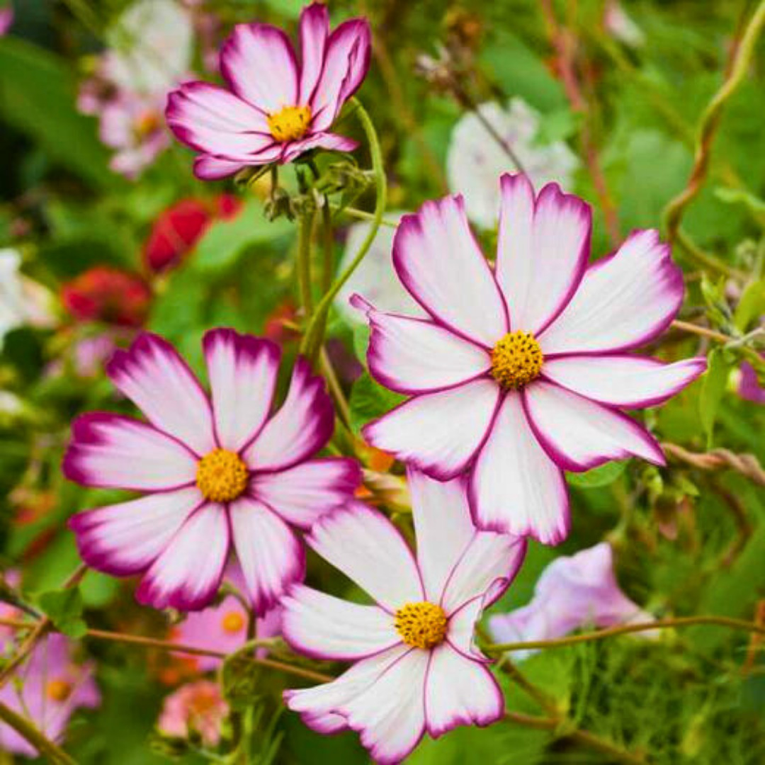 Fresh Beautiful Cosmos Seeds | Picotee | Heirloom Non-GMO | Flower Seeds