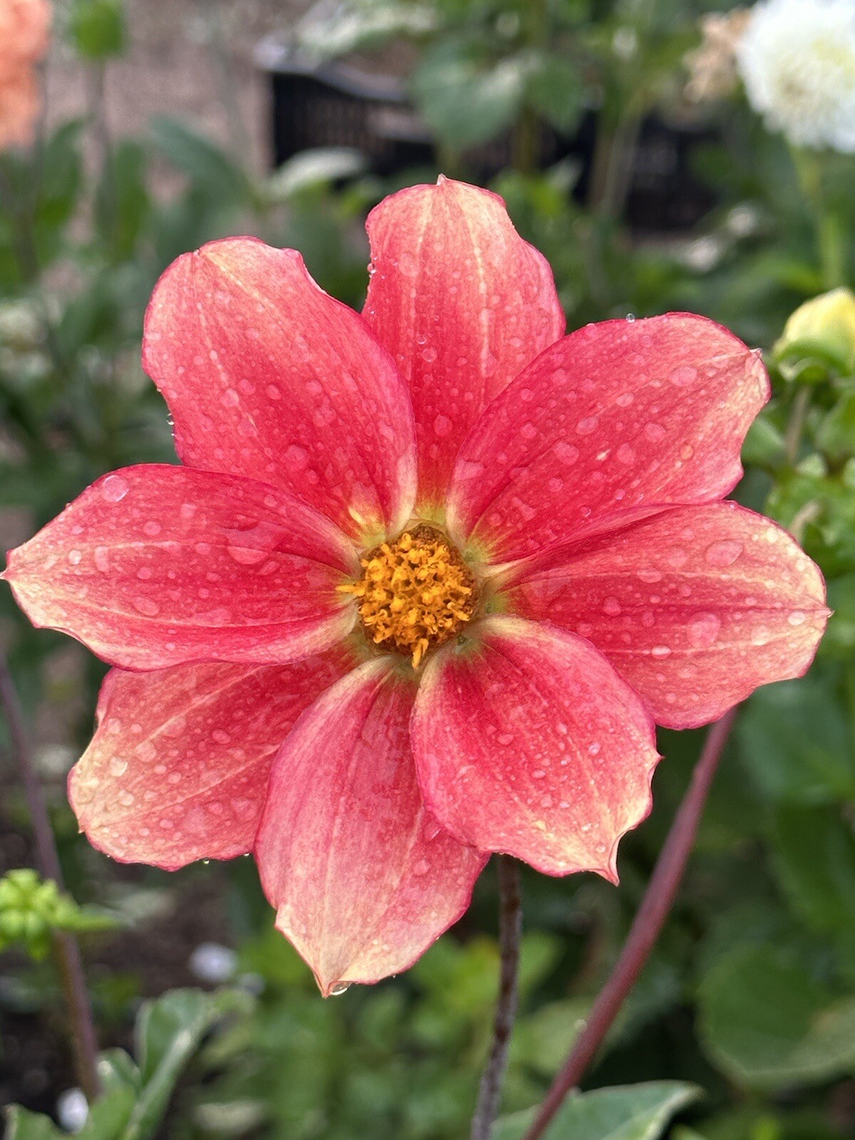 75+ DAHLIA SEEDS Open Pollinated XLNT Germination **Shipping US ONLY**