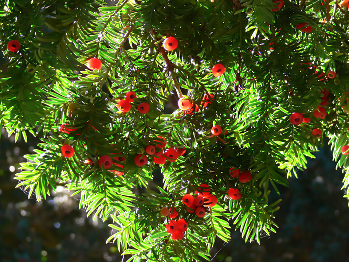 English Yew, Taxus baccata, Tree Seeds (Evergreen, Topiary, Bonsai)