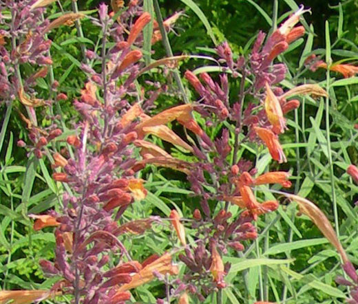 AGASTACHE APRICOT SPRITE Agastache Aurantiaca – 100 Bulk Seeds