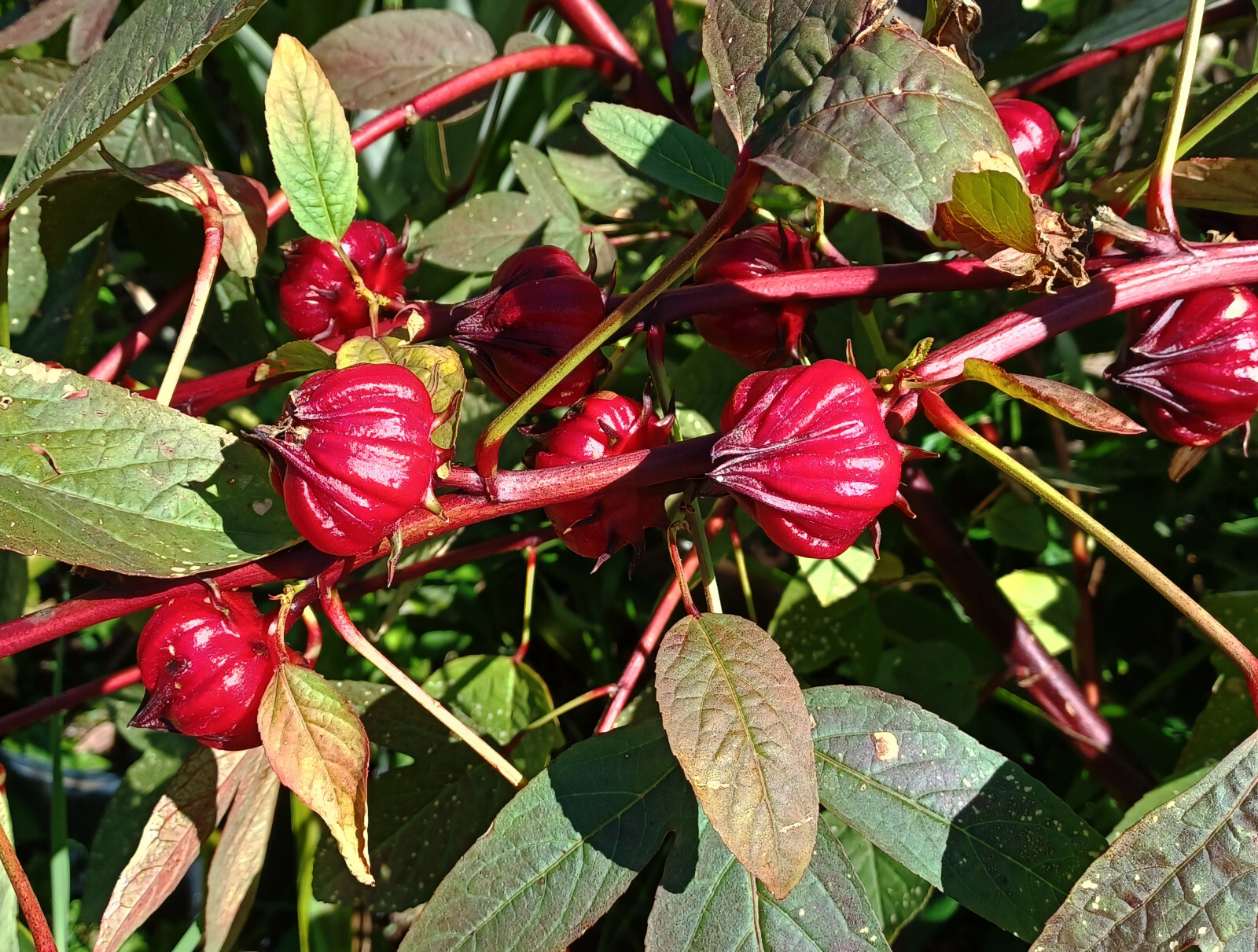 ROSELLE RED DROPS Variety – 12 SEEDS – Hibiscus Tea – Hibiscus – Sorrel