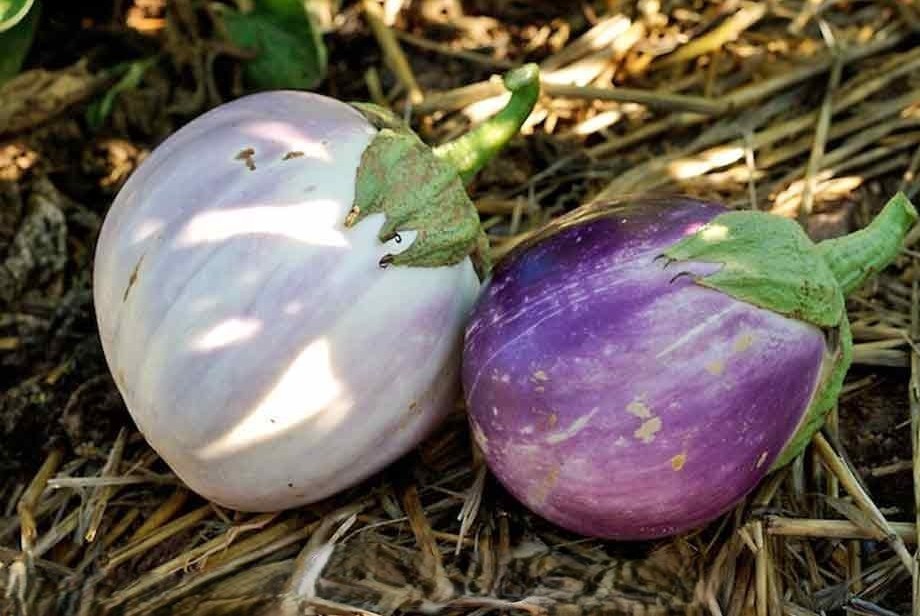35 Fresh Heirloom | NON-GMO | Rosa Bianca Premium Eggplant Seeds-B 51