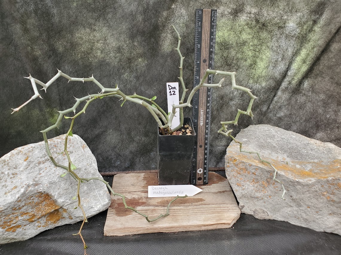 Decarya madagascariensis – Zig Zag Plant – Madagascar – Rooted Lot Dm12