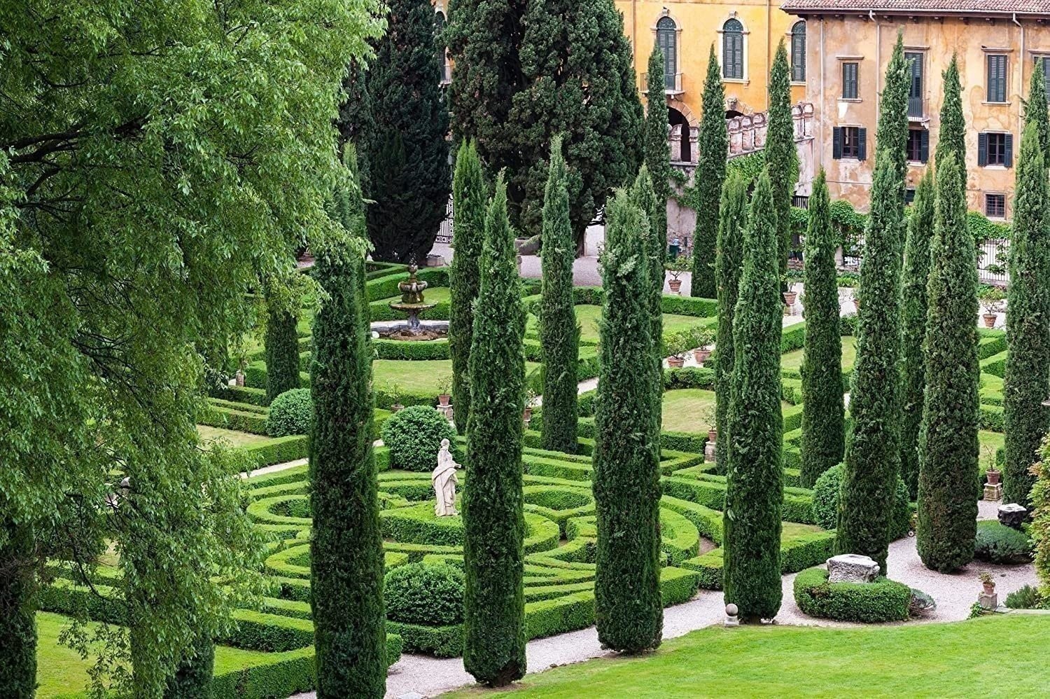 Italian Cypress | 3 Gallon | Cupressus sempervirens | Low Maintenance | Hardy