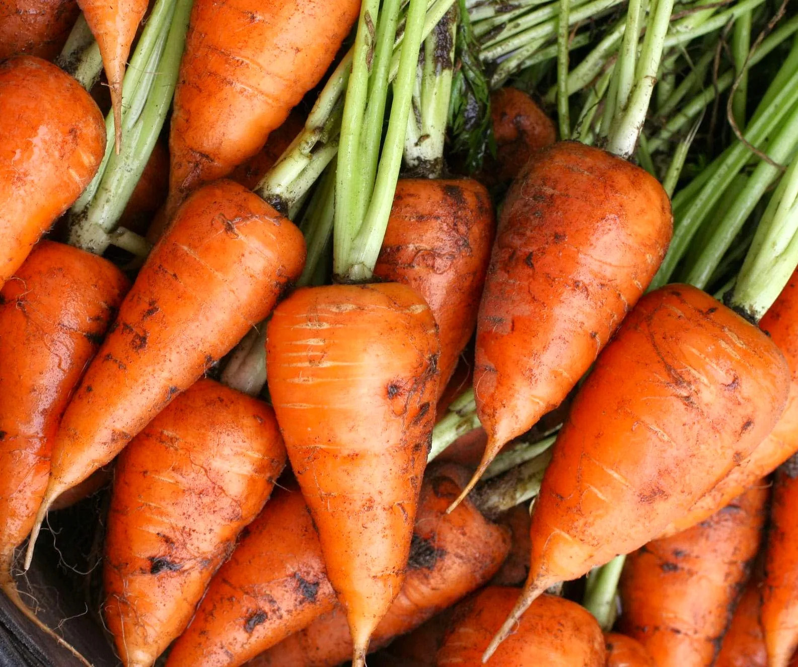 Chantenay Red Cored Carrot Seeds | Non GMO Growing Planting Root Vegetable 2024