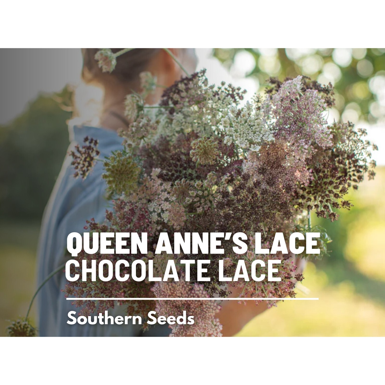 Queen Anne’s Lace, Chocolate Lace – 100 Seeds – Heirloom Flower – Burgundy, Coco