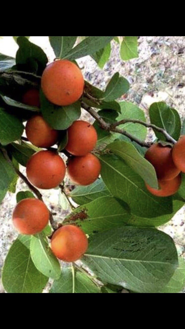 Rare Exotic Tropical Tree 5 Seeds – Strychnos Species Botanical Specimen